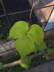 Ipomoea hederacea