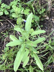 Salvia reflexa