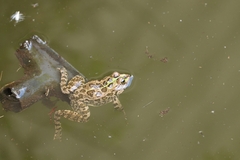 Pelophylax kurtmuelleri