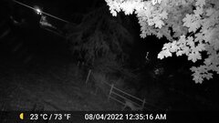 Odocoileus virginianus