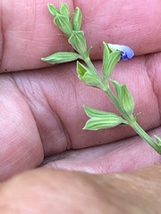 Salvia reflexa