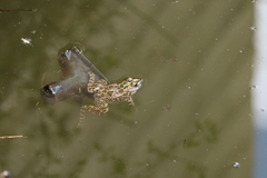Pelophylax kurtmuelleri