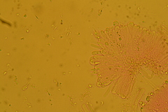 Hydropus praedecurrens