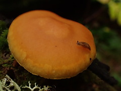 Gymnopilus liquiritiae