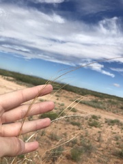 Sporobolus flexuosus