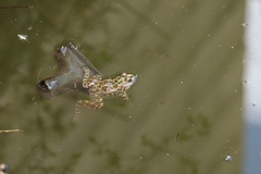 Pelophylax kurtmuelleri
