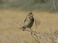 Emberiza calandra