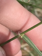 Sporobolus flexuosus