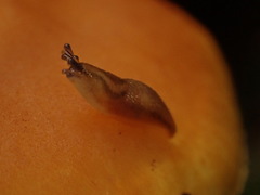 Gymnopilus liquiritiae
