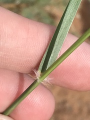 Sporobolus flexuosus