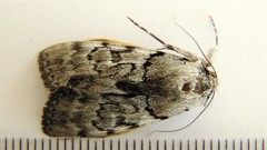 Catocala sordida