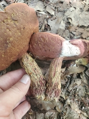 Exsudoporus