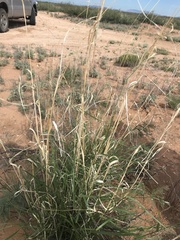 Sporobolus flexuosus