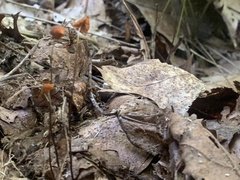 Marasmius siccus