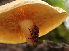 Gymnopilus liquiritiae