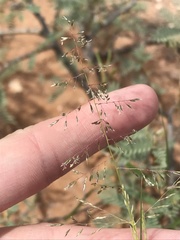 Sporobolus flexuosus