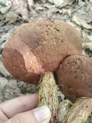 Exsudoporus