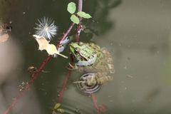 Pelophylax kurtmuelleri