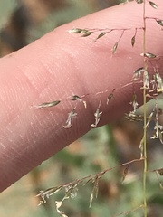 Sporobolus flexuosus