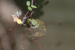 Pelophylax kurtmuelleri