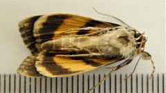 Catocala sordida
