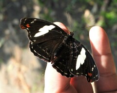 Catonephele numilia penthia