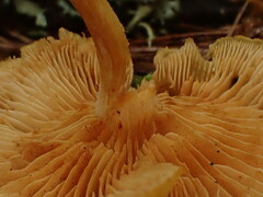 Gymnopilus liquiritiae