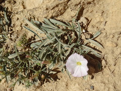 Convolvulus lineatus