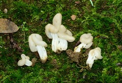 Helvella lactea