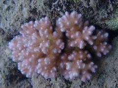 Pocillopora