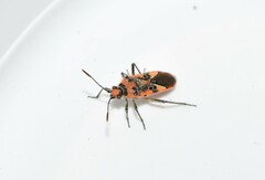 Corizus hyoscyami