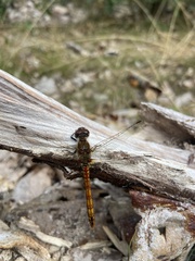 Sympetrum striolatum