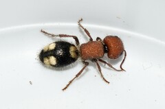 Mutilla quinquemaculata