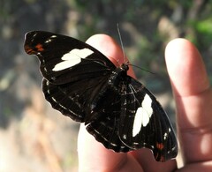 Catonephele numilia penthia