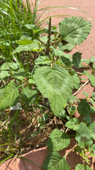 Amaranthus viridis