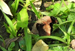 Catonephele numilia penthia