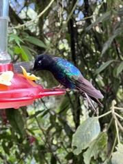 Boissonneaua jardini