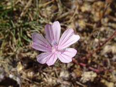 Malva