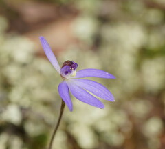 Cyanicula caerulea
