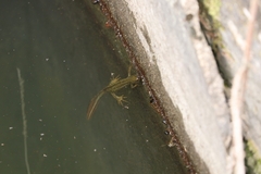 Triturus macedonicus