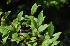 Vaccinium membranaceum