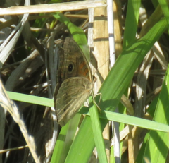 Junonia