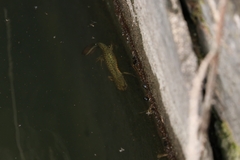 Triturus macedonicus