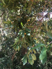 Chrysophyllum