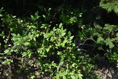 Vaccinium membranaceum