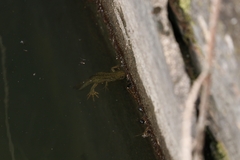 Triturus macedonicus