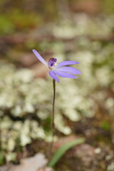 Cyanicula caerulea