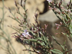 Limonium duriusculum