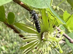 Protandrena passiflorae