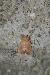Atethmia centrago